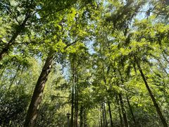 -合肥滨湖国家森林公园