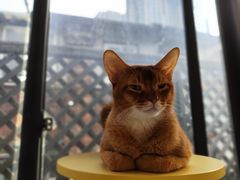 -MOCHA明星猫咖(田子坊店)