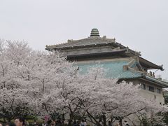 -武汉大学-樱园