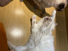 -滚猫咖啡·猫咖·猫友好撸猫(未来城店)