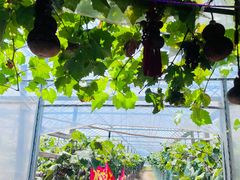 -马陆小张葡萄园农家乐