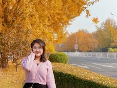 -三里屯东五街银杏大道