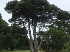 -墨尔本皇家植物园