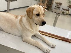 -共舞时光猫咖·狗咖(新街口店)