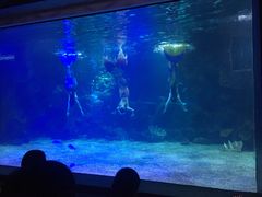 -石家庄海洋公园