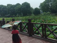 -荷塘月色湿地公园·向阳花洲