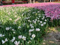-上海鲜花港