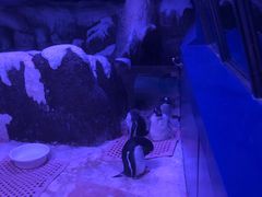 -暹罗海洋世界