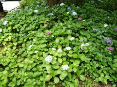 -西湖风景区-江洋畈生态公园
