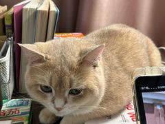 -瑞派·关忠动物医院·猫专科·犬专科(三环新城店)
