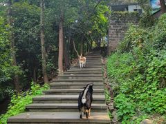 -龙泉洞(沙坪坝区)