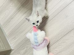 -宠颐生汉谟拉比宠物医院