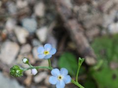 -洛阳白云山景区