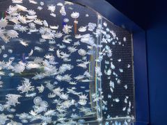 -太平洋海底世界