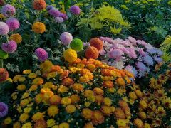 -上海共青森林公园