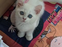 -东方名猫馆·英短金渐层布偶猫舍(环线广场1号楼店)