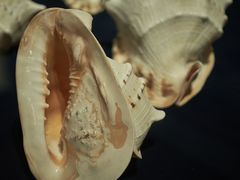 -青岛贝壳博物馆