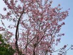 -广州市流溪河国家森林公园