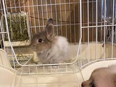 -猫猫幼稚园·撸猫·桌游·电玩