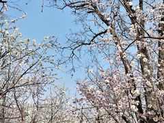 -桃花堤公园
