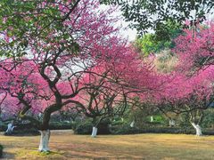 -杭州植物园