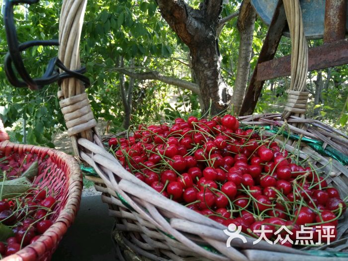 凤凰山下采摘园图片 - 第9张