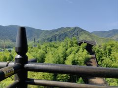 -大唐贡茶院