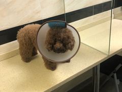 -安安宠医·安宠宠物医院