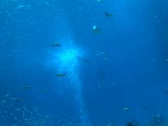 -亚特兰蒂斯•OSSIANO奥西亚诺海底餐厅