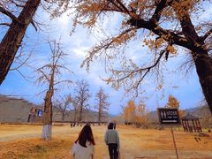 -千年银杏谷文化旅游区
