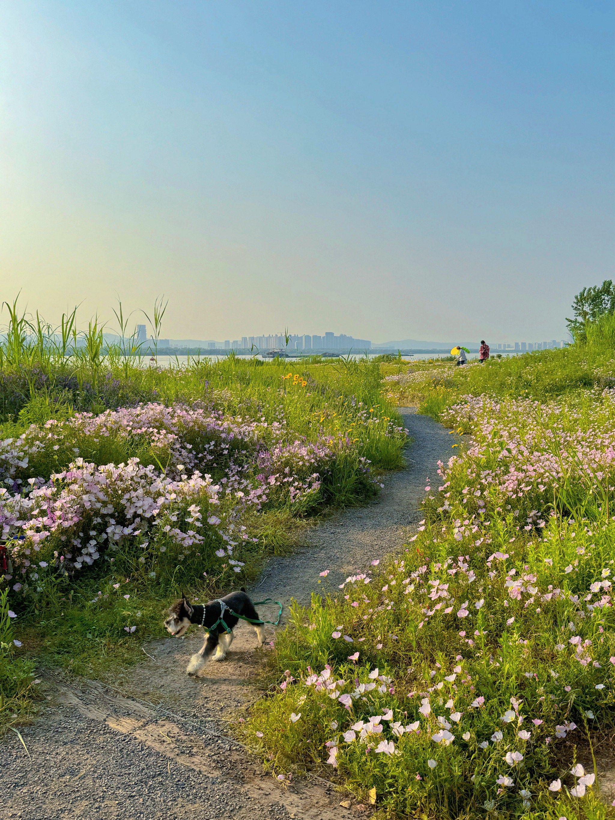 江心洲的日落花海
