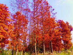 -上海长兴岛郊野公园