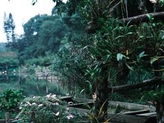 -深圳仙湖植物园