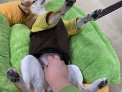 -逗柴咖啡屋·狗咖猫咖宠物桌游