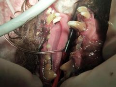 -萌兽医馆·宠物医院·猫骨科(创景店)