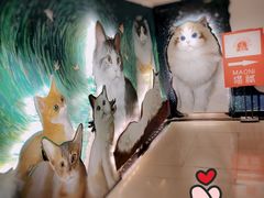 -猫腻·猫咖·撸猫馆(星光大道店)