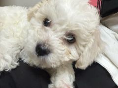 -全心全意连锁动物医院·特色中医诊疗(会城门分院)