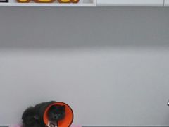 尿道造口手术后的猫-达爱动物医院·犬猫分区·CT·复杂眼科(远洋山水分院)