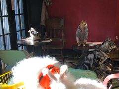 -猫色咖啡·猫咖