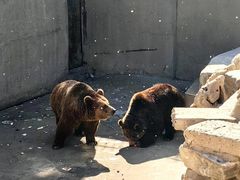 -保定市动物园