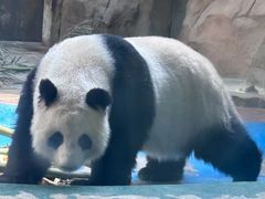 -成都动物园