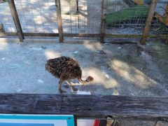 -前小桔亲子创意农场·草莓采摘·露营烧烤