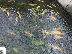 -北京龙庆四季香农家饭庄·灶台鱼·碳烤虹鳟鱼(龙庆峡店)