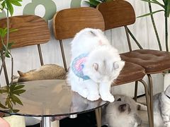 -共舞时光猫咖·狗咖(新街口店)