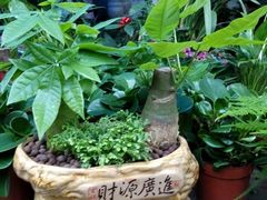 android_upload_pic-桂林市花鸟市场