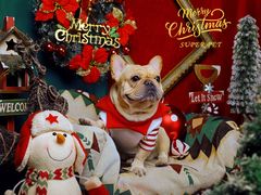 -超宠爱宠物摄影-Super pet