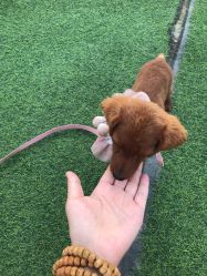 -萌宠亲子动物乐园(槐房万达店)