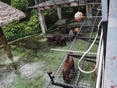 -深圳野生动物园