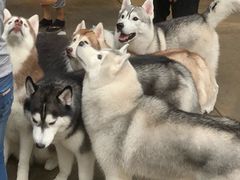 -TrueLove @ Neverland (Husky Cafe)