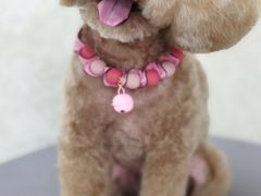 -乐琪宠物(青塔西路店)